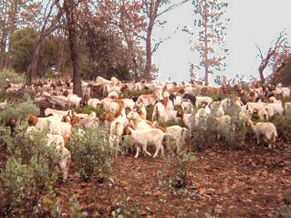 Goats on the Round Tuit Ranch
