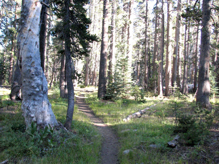 Life Is A Trail pic